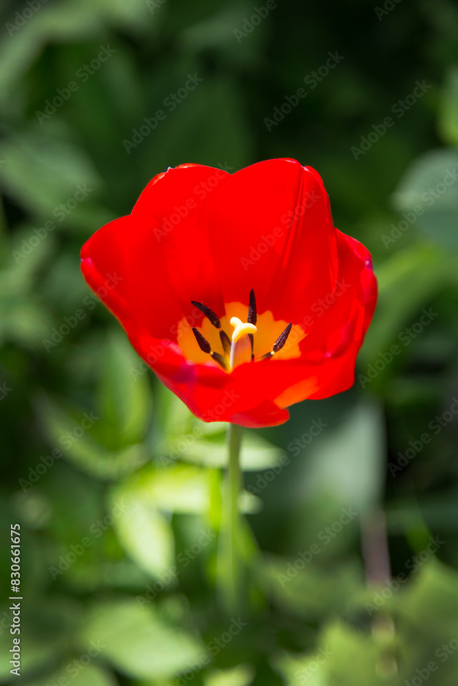 Red tulip behind a green background. Red tulip behind a green background.