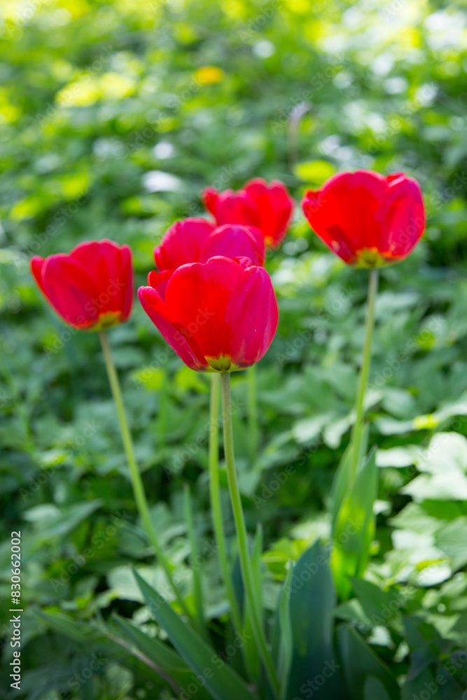 Red garden tulips on a green background. Red garden tulips on a green background.