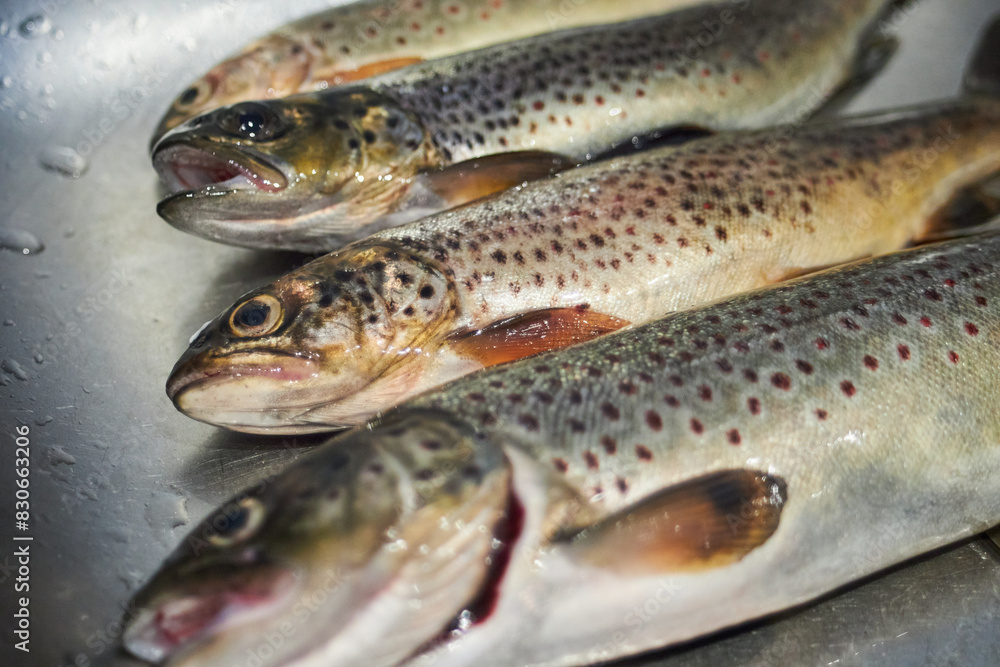 Fresh caught trout lies in the kitchen. Focused on the middle Fresh caught trout lies in the kitchen. Focused on the middle