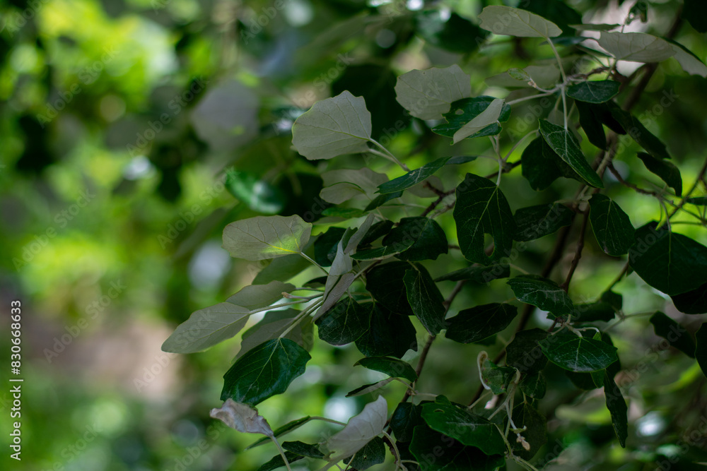 green leaves in sunlight in the park. green leaves in sunlight in the park.