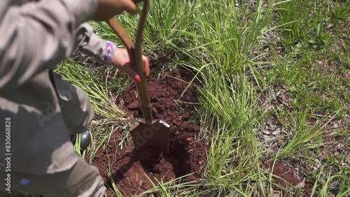 A farmer digging diligently in a green, grassy field, preparing for the upcoming harvest. photo