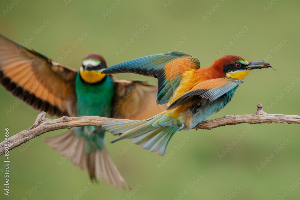 Obraz premium Beautiful bee-eater birds sitting on a branch. 