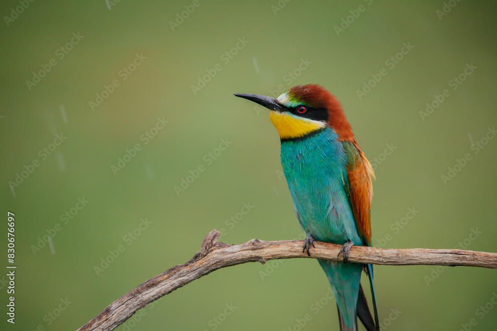 Fototapeta premium Beautiful bee-eater birds sitting on a branch.