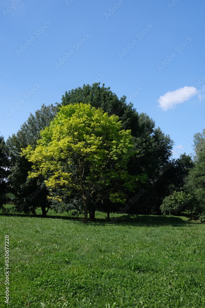 Alberti al limitare del bosco con prato in primo piano Alberti al limitare del bosco con prato in primo piano