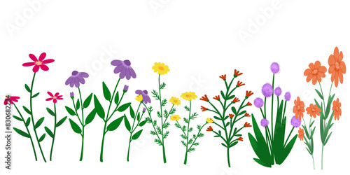 Wild flowers illustration