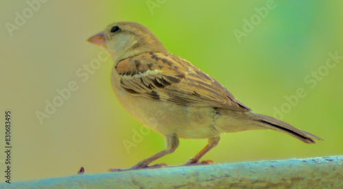 sparrow on a branch © Jokhio