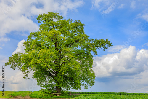 Obraz na plátně Weiß-blauer Himmel - Linde im Frühling
