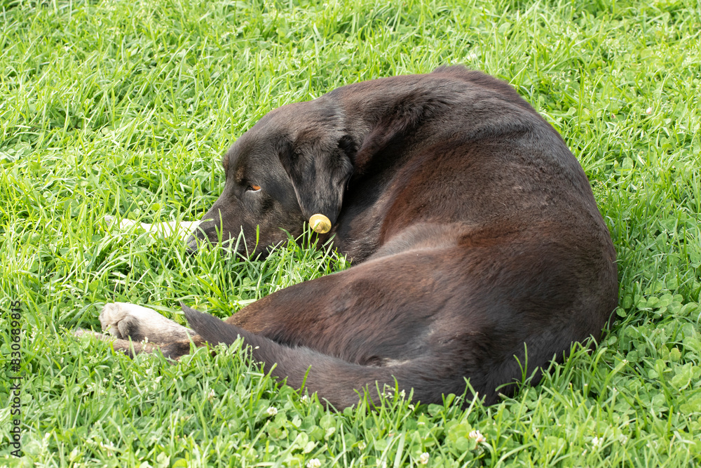 A stray dog is resting on grasses A stray dog is resting on grasses