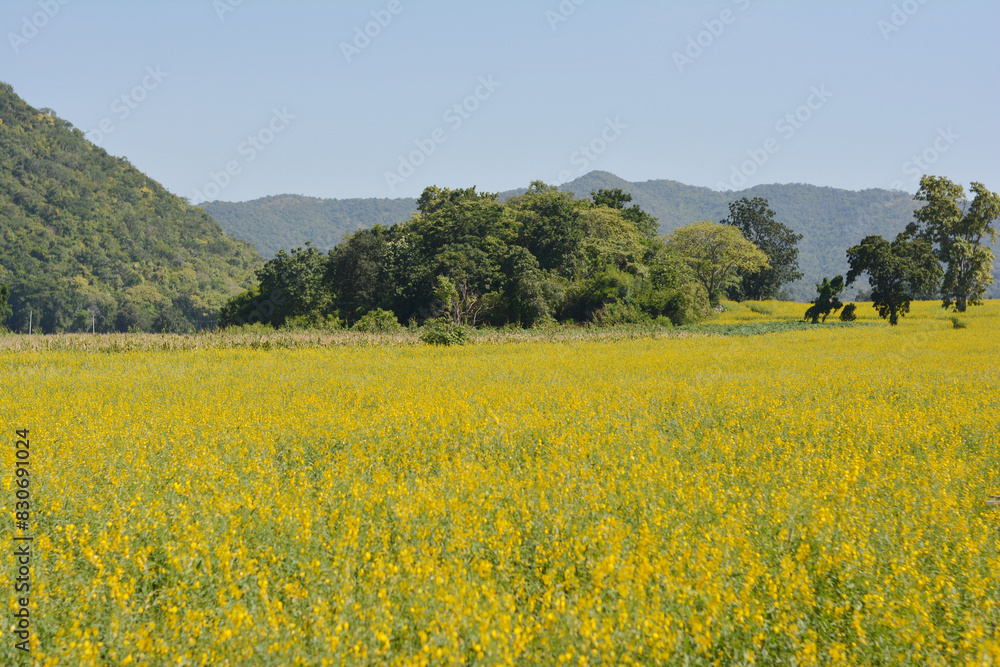 Beautiful Sunn Hemp Field with mountains in the background. Beautiful Sunn Hemp Field with mountains in the background.