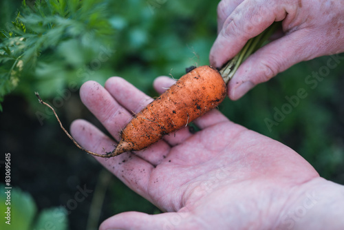 Frisches Gemüse aus dem Schrebergarten, Karotte aus der Erde gezogen, Hand hält eine Mohrrübe und zeigt Ernteertrag photo