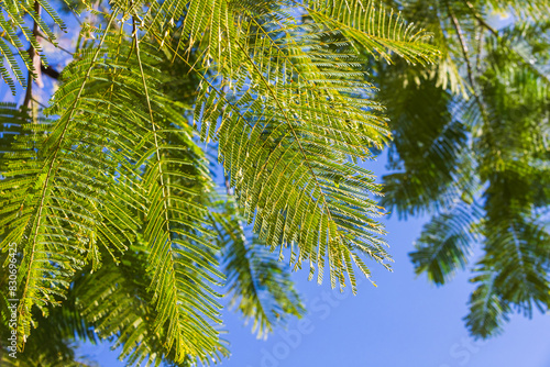 Foto Green leaves of Delonix regia are under blue sky, natural background photo