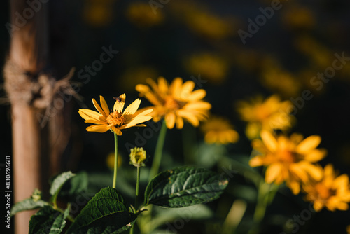 Gelbe Wildblumen im Sonnenlicht – Natur in ihrer schönsten Form; Lebendige Gelbtöne – Wildblumen in der Abendsonne, Blütenzauber: Gelbe Blumen in natürlichem Gartenambiente, Sonnengeküsste Blumen 