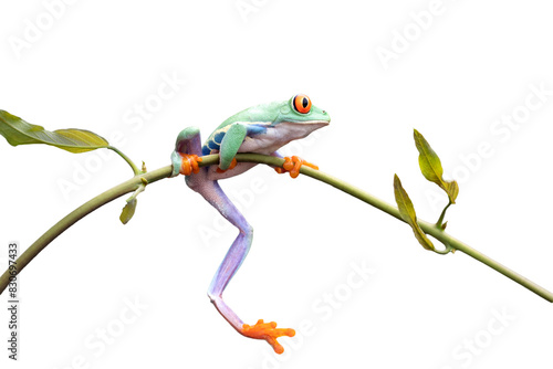 Fototapeta Naklejka Na Ścianę i Meble -  Red-eyed tree frog closeup on branch, Red-eyed tree frog (Agalychnis callidryas) closeup, Exotic animal of rain forest