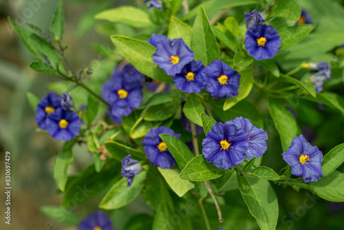 Nightshade Rantonetti flowers and buds with leaves