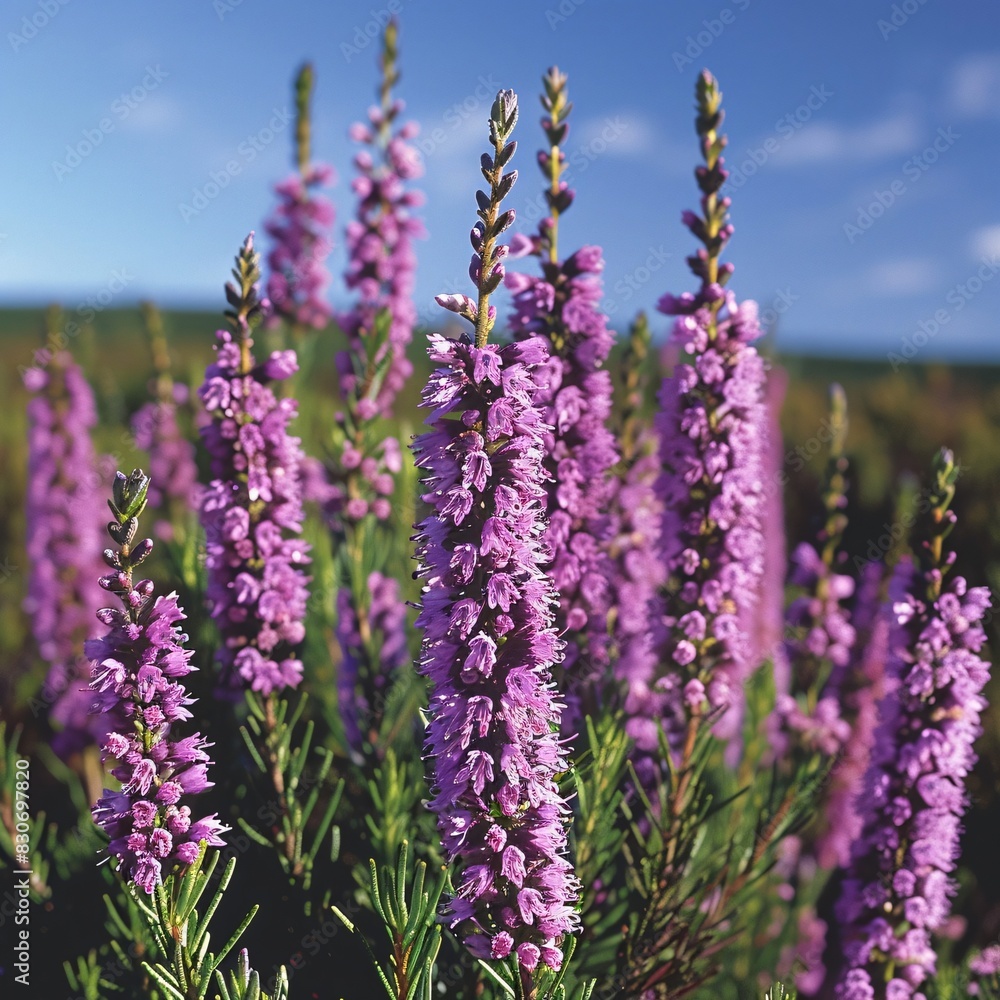 Naklejka premium Vibrant Purple Flowers in a Natural Landscape