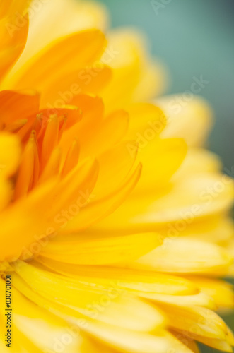 The background part of a yellow flower in a soft blurred background