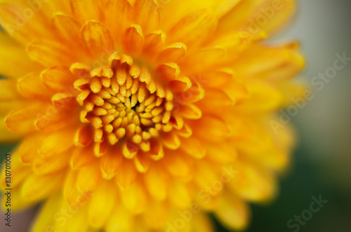 A bright yellow flower on a macro photo in detail