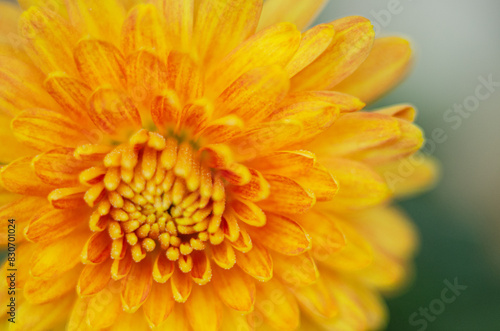 A bright yellow flower on a macro photo in detail