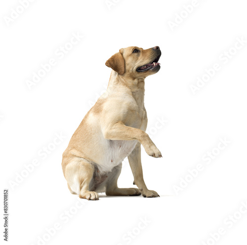 Portrait of Labrador Retriever sitting on white background