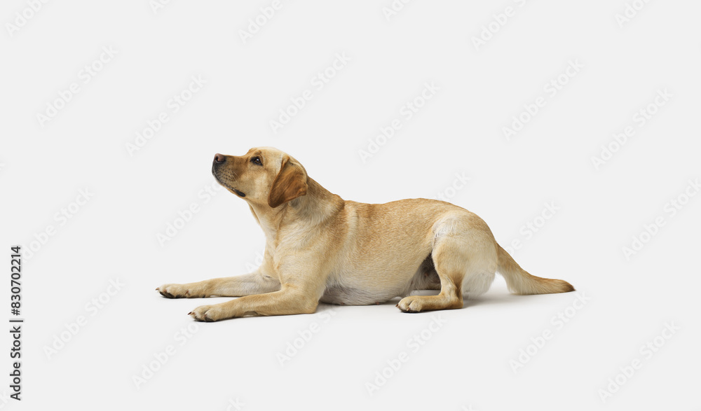 Portrait of Labrador Retriever on white background Portrait of Labrador Retriever on white background