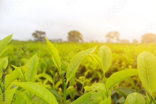 Photography Young shoots of fresh green tea in the sun