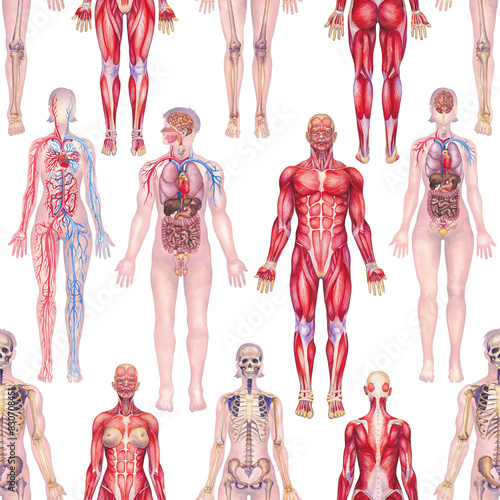 Detailed watercolor illustration of a human anatomy system