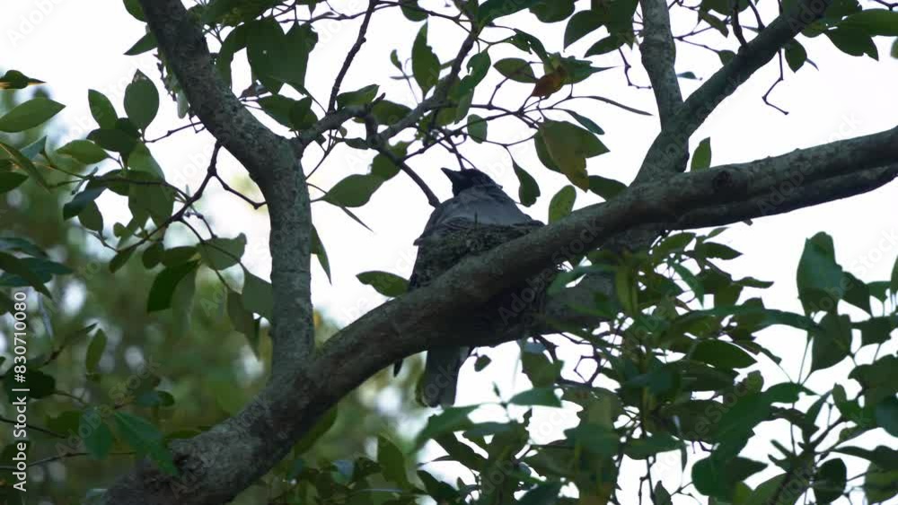 Black-faced cuckooshrike, coracina novaehollandiae native to Australia, mother and its baby chick spotted nesting on top of the tree during breeding season. Black-faced cuckooshrike, coracina novaehollandiae native to Australia, mother and its baby chick spotted nesting on top of the tree during breeding season.