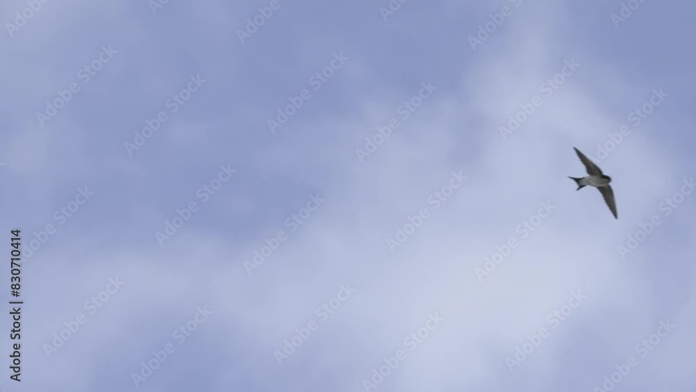 house martins flying in slow motion house martins flying in slow motion