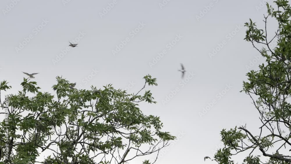 Staare fliegen vor blauen himmel und landen in einem baum Staare fliegen vor blauen himmel und landen in einem baum