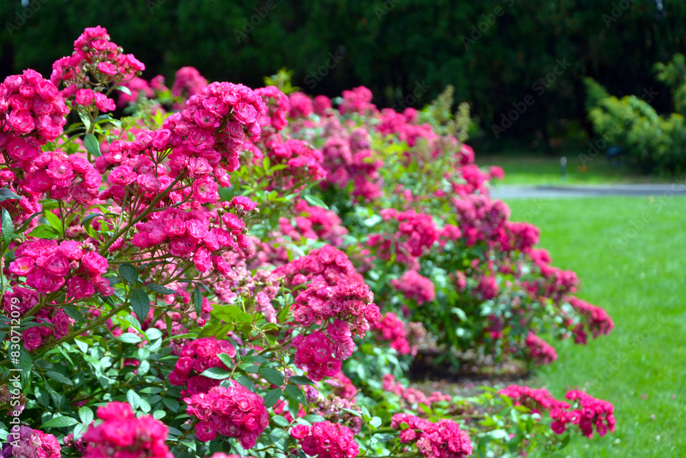 Rosa moschata, the musk rose; Dinky (Velheav). Pink rose blooming, rose flowers Rosa moschata, the musk rose; Dinky (Velheav). Pink rose blooming, rose flowers