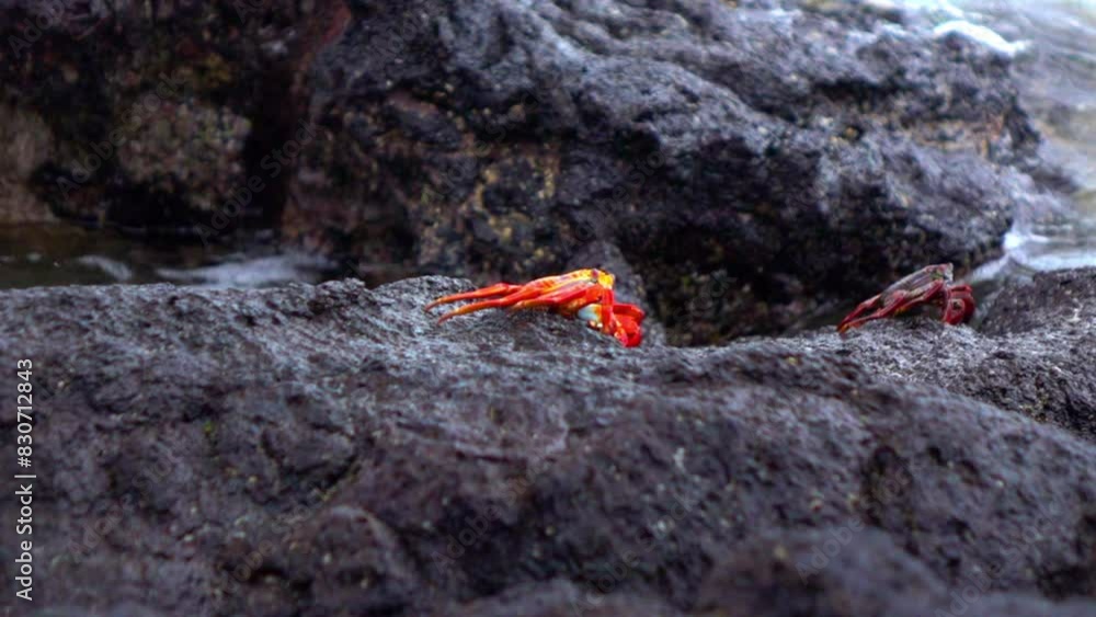 Slow Motion Shot Of Red Crabs Walking On Wet Rocks - Galapagos Islands, Ecuador Slow Motion Shot Of Red Crabs Walking On Wet Rocks - Galapagos Islands, Ecuador