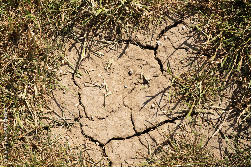 Close-up of the dry, cracked earth, under the global worming effect. Crack and drought soil on summer Close-up of the dry, cracked earth, under the global worming effect. Crack and drought soil on summer
