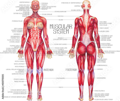 Watercolor anatomical illustration of a female human muscular system