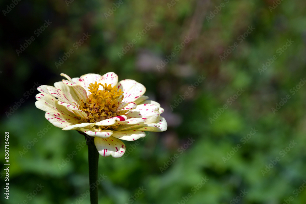 Obraz premium Zinnia - a genus of plants of the tribe Heliantheae within the family Asteraceae. Zinnia flower closeup with blurred background. Flower with pink dots
