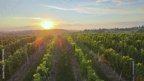 Aerial over vineyard farm in Tuscany Italian hills during epic sunset. Red wine production and scenic nature landscape