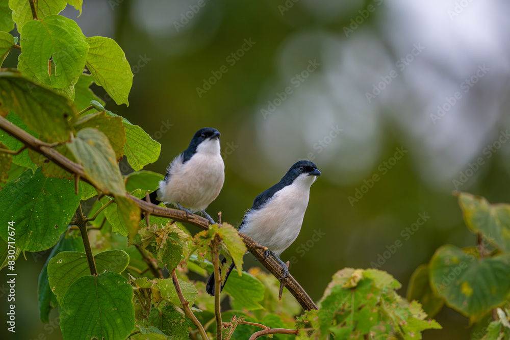 Butcherbird in Nairobi National Park