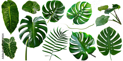 A collection of green leaves from various tropical plants, including monstera and palm leaves, arranged against a transparent background.