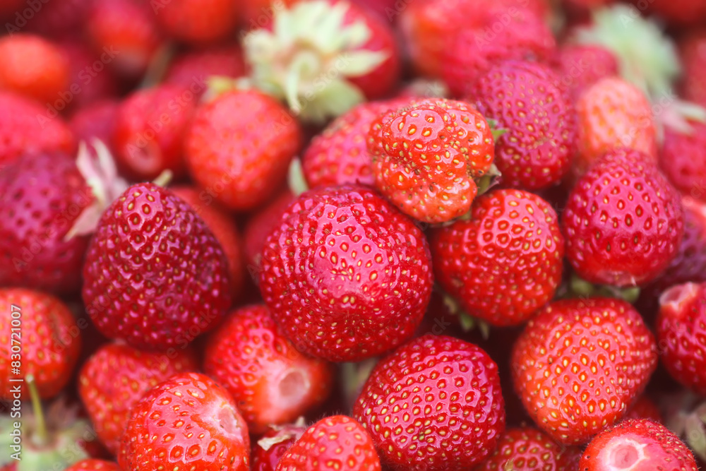 Fresh ripe organic strawberry. Freshly picked red berries. Healthy food. Fresh ripe organic strawberry. Freshly picked red berries. Healthy food.