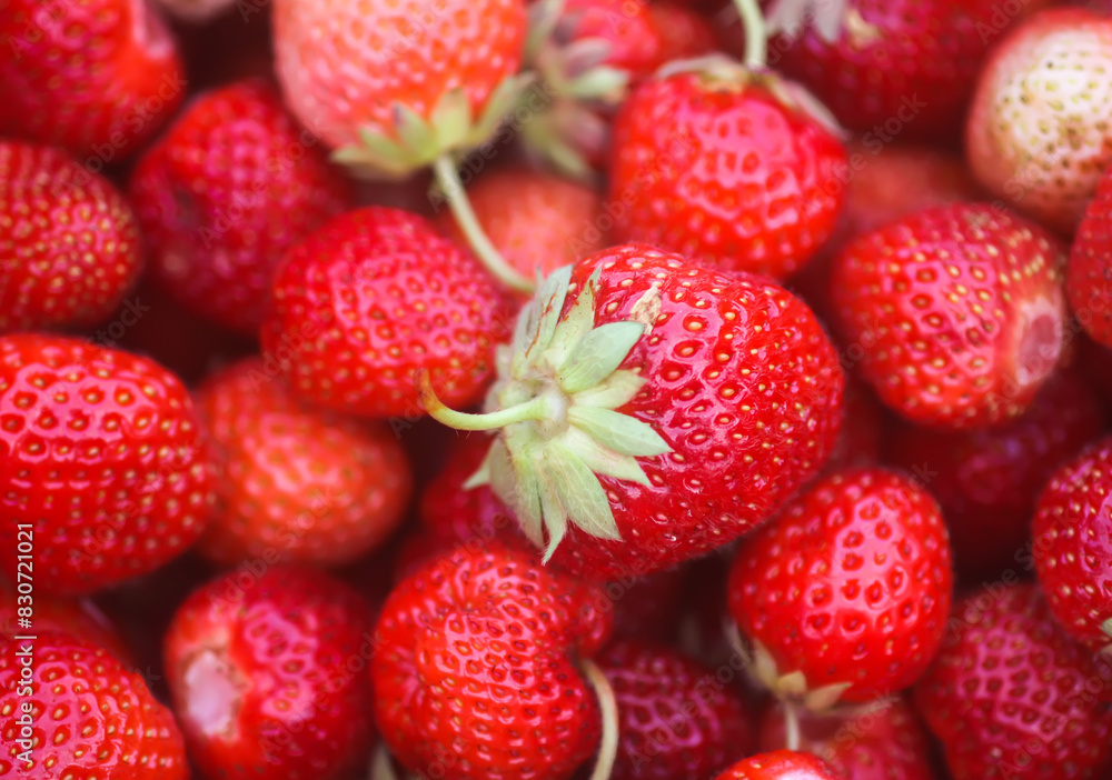 Fresh ripe organic strawberry. Freshly picked red berries. Healthy food. Fresh ripe organic strawberry. Freshly picked red berries. Healthy food.