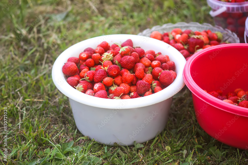 Fresh ripe organic strawberry. Freshly picked red berries. Healthy food. Fresh ripe organic strawberry. Freshly picked red berries. Healthy food.