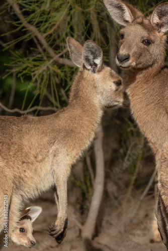 A young kangaroo joey peeps out of its mother's pouch as the parent Eastern Grey Kangaroos stand close together in this family scene at Arundel wetlands on the Gold Coast in Queensland, Australia. © Shirley and Johan