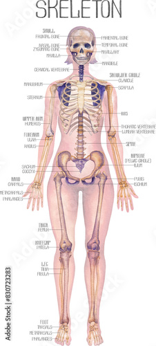 Detailed watercolor illustration of a female human body anatomy showcases skeletal structure