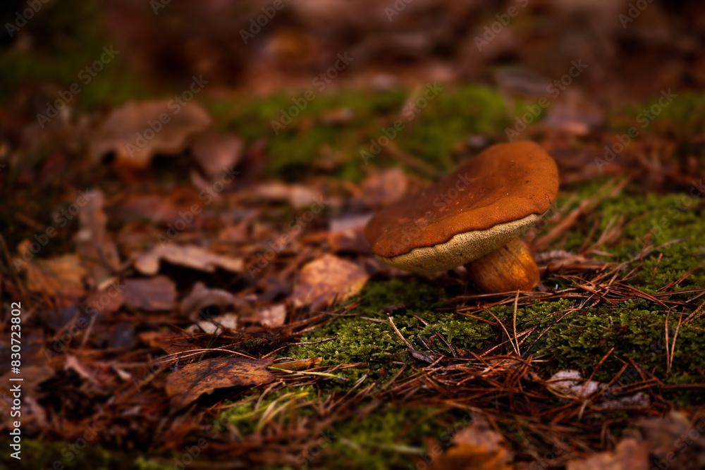 mushroom on the moss mushroom on the moss