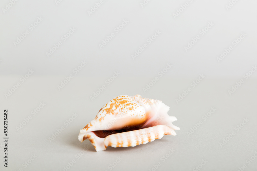 Summer time concept with sea shells or starfish on a table background with copy space for text