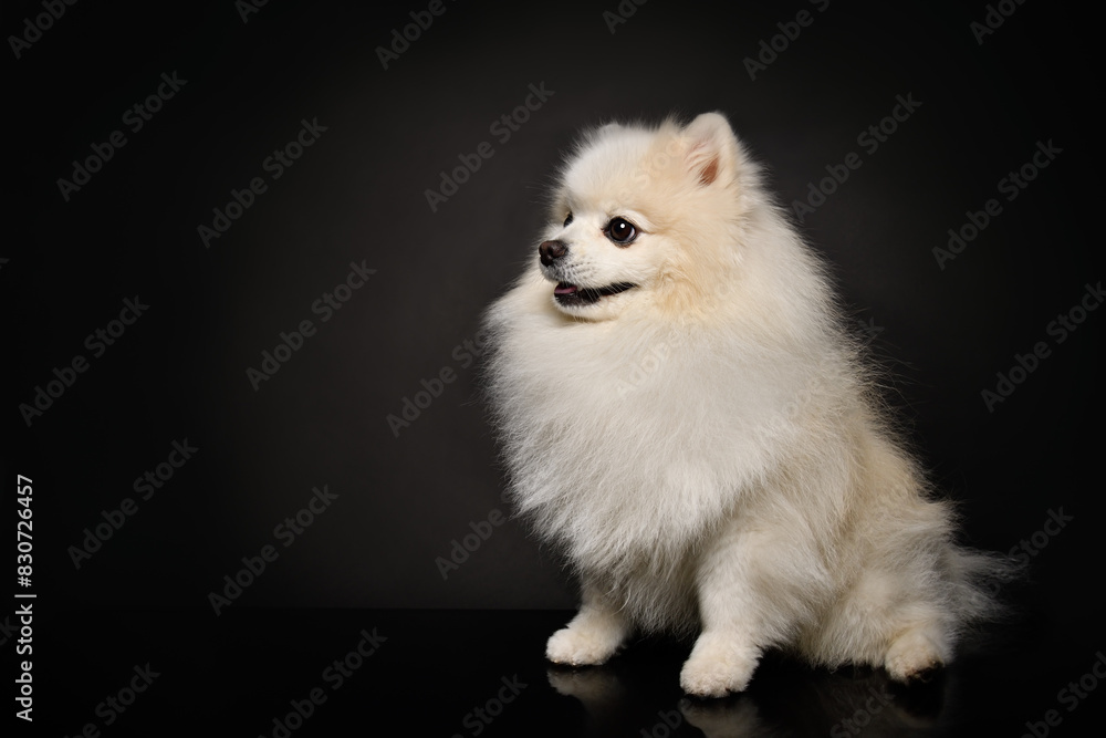 Portrait of a Spitz dog sitting on a black background, side view Portrait of a Spitz dog sitting on a black background, side view