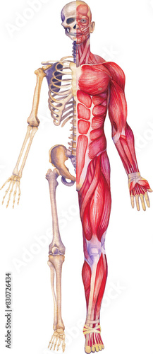 Detailed watercolor illustration of a male human anatomy showing skeletal and muscular systems.