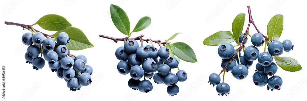 Set of branches of delicious ripe blueberries, cut out Set of branches of delicious ripe blueberries, cut out