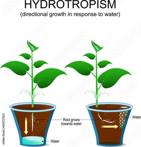 Hydrotropism in plants