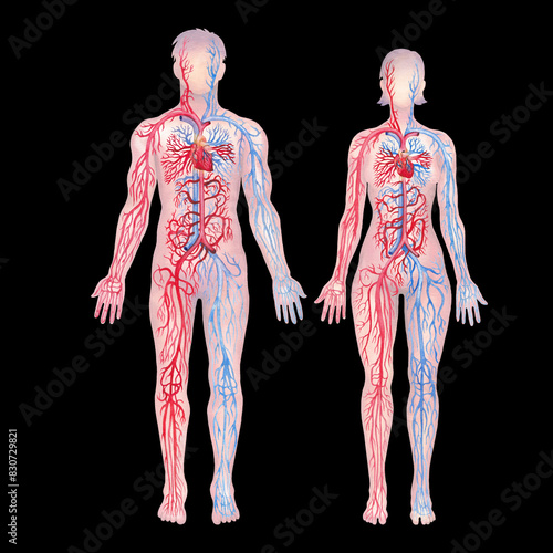 Illustration showing human circulatory system with red arteries and blue veins