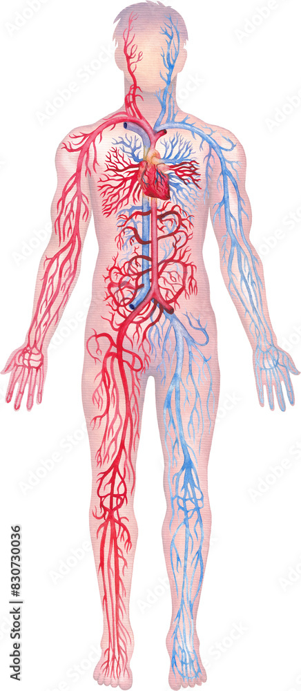 Póster Illustration showing human circulatory system with red arteries ...